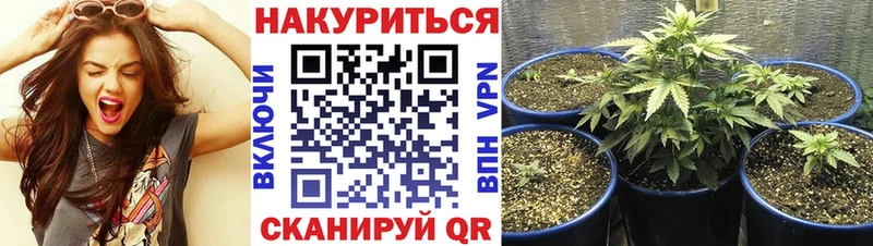Бошки марихуана SATIVA & INDICA Купить Кяхта